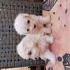 Bichon maltes thumb 4