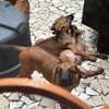 Rhodesian Ridgeback x malinois thumb 6