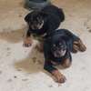 Vente chiot Rottweiler lignée Timi thumb 3