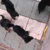 Chiots a vendre thumb 6