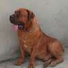 1 Mâle Boerboel adulte disponible thumb 3