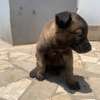 Malinois charbonnés à vendre thumb 0