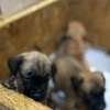 BOERBOEL thumb 3