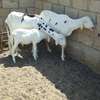Lot de Moutons Femelle Ladoums thumb 8