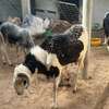 Mouton tabaski thumb 1