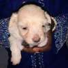 Bichon Maltais thumb 3