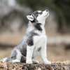 Chiot Husky Sibérien provenance BERLIN thumb 3