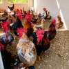 Poussins et œufs fertiles poulet goliath thumb 5