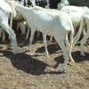 Lot de Moutons Femelle Ladoums thumb 6
