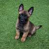 Berger Belge malinois mâle thumb 0