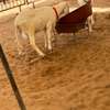 Mouton de tabaski de qualite thumb 1