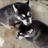 Husky thumb 0
