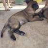 chiots malinois pure sang thumb 8