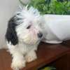 Bichon maltais à vendre thumb 3