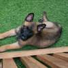 Berger Belge malinois mâle thumb 1
