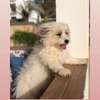 Bichon maltais 1 a 6 mois thumb 1