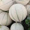 Vente melons thumb 2