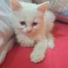 Chats chatons Angora turc blancs aux yeux bleus thumb 3