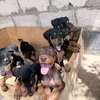 Chiots doberman thumb 3