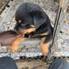 Rotweiller purs sang thumb 1