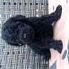 Caniche thumb 3