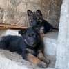 Chiot berger allemand thumb 3