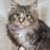 Maine Coon thumb 9