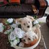 Chien de salon thumb 0