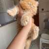 Chaton Persan de pure race thumb 1
