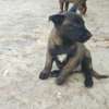 chiots malinois pure sang thumb 5