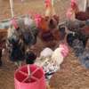 Poussins Goliath vaccinés à vendre thumb 13