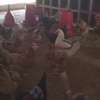 Poussins Goliath vaccinés à vendre thumb 8