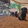 Berger allemand  malinois thumb 10