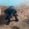 Chiots Cane Pure Race thumb 2