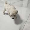 À VENDRE – PETIT BICHON MALTAIS FEMELLE thumb 4