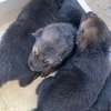 Chiot Berger Allemand thumb 10