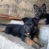 Chiot berger allemand thumb 1