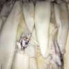 FRUITS DE MER ET POISSONS thumb 1