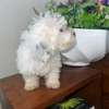 Bichon maltais a vendre thumb 2
