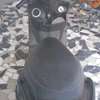 Yamaha 125 thumb 1