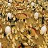 Poussins et œufs fertiles poulet goliath thumb 1