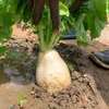 Horticulture thumb 9