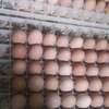 Poussins et œufs fertiles poulet goliath thumb 6