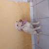 Labrador pure race thumb 8