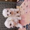 Bichon maltes thumb 0