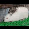 Couple Lapereaux lapin californien thumb 2