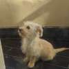 Chiots bichon maltais thumb 3