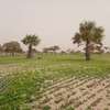 Terrains agricole à vendre entre diogo et mboro thumb 1