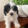 Bichon maltais a vendre thumb 6