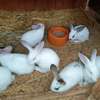 Lapins , lapereaux, géant des Flandres, fauve, rex tricolore thumb 1